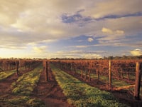 Coonawarra Vineyard