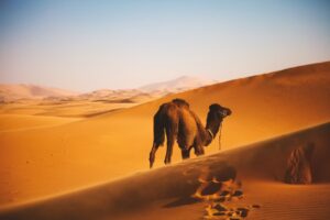 Camel in the desert