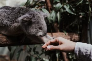 Koala Feeding