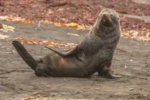 Seal At Kangaroo Island